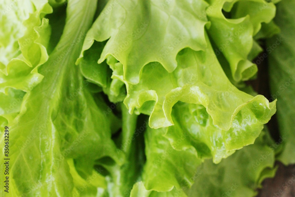 Fresh green lettuce leaves close up view Fresh green lettuce leaves close up view