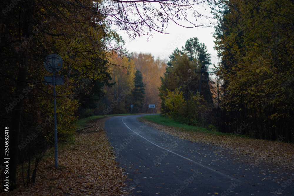 Fototapeta premium road in autumn forest