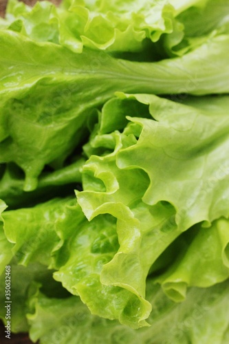 Fresh green lettuce leaves close up view