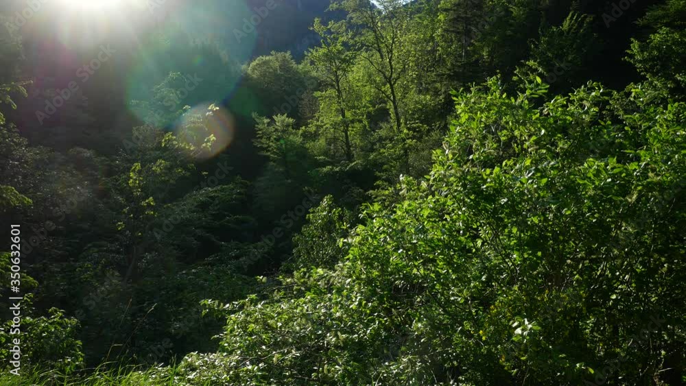 Sunny Lush Forest Valley on a Spring Day and Lens Flare Sunny Lush Forest Valley on a Spring Day and Lens Flare