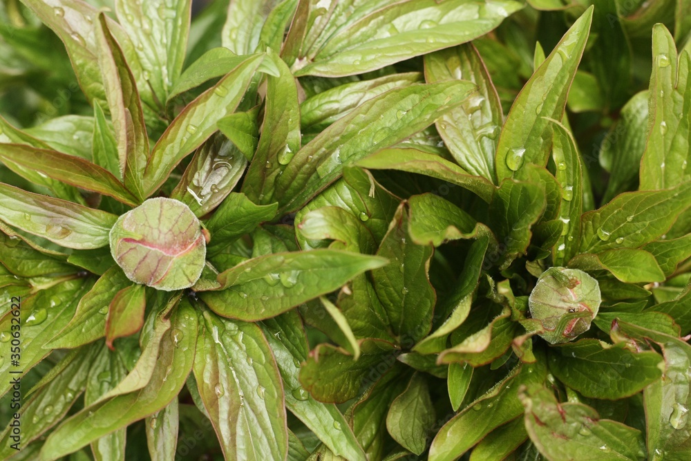 Obraz premium Beautiful peony buds with dew close up