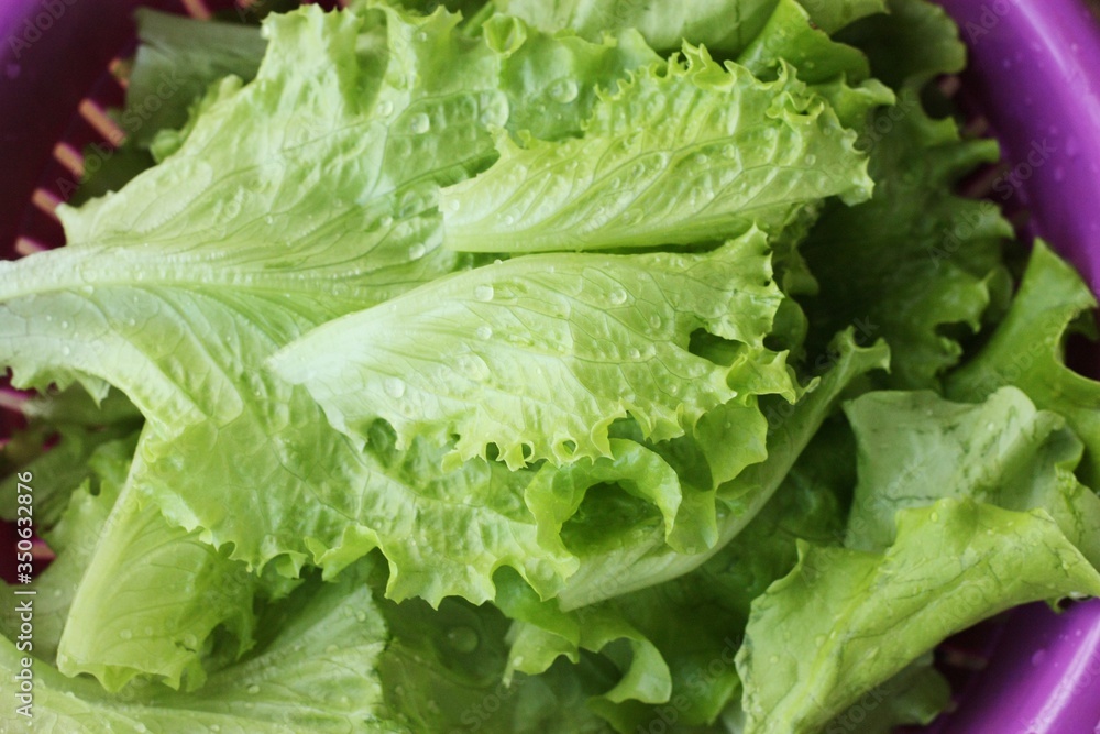 Fresh green lettuce leaves close up view Fresh green lettuce leaves close up view