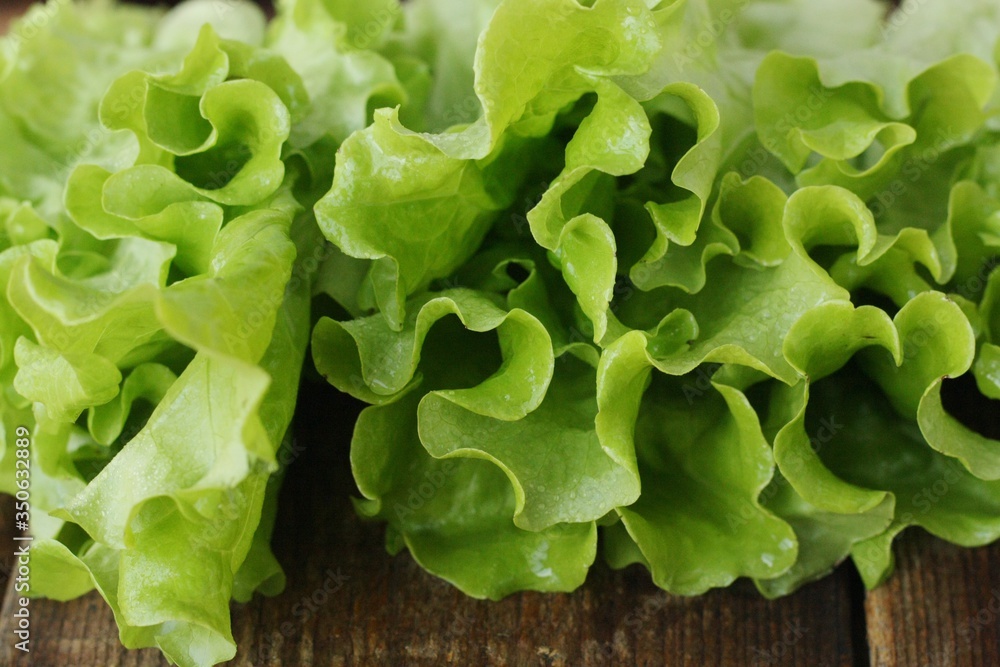 Fresh green lettuce leaves close up view Fresh green lettuce leaves close up view