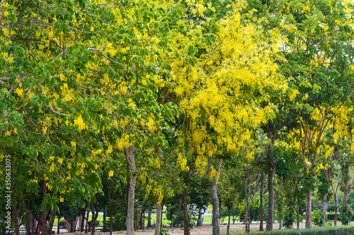 Fototapeta Naklejka Na Ścianę i Meble -  Beautiful Cassia fistula (Golden shower tree) blossom blooming on the tree with nature blurred background, known as golden rain tree, canafistula, and ratchapruek in Thailand.