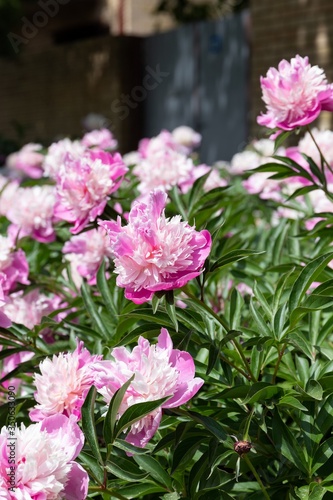 Dense bushes of huge terry pink peonies along the fence on a sun