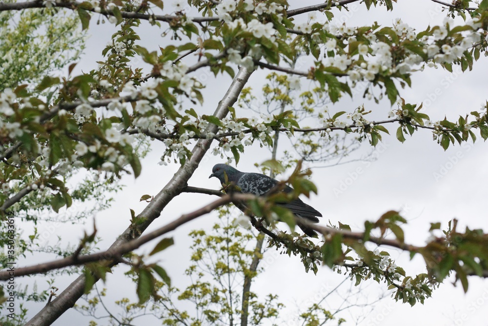 Grey pigeons on tree branches in the garden Grey pigeons on tree branches in the garden