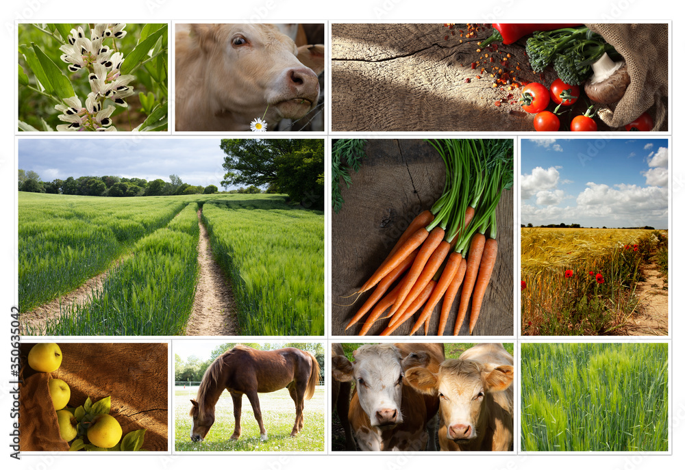 Agriculture collage, food production, summer autumn field, wheat ...