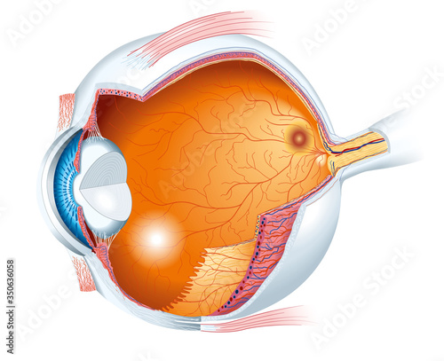 Human eye anatomy, medically accurate illustration