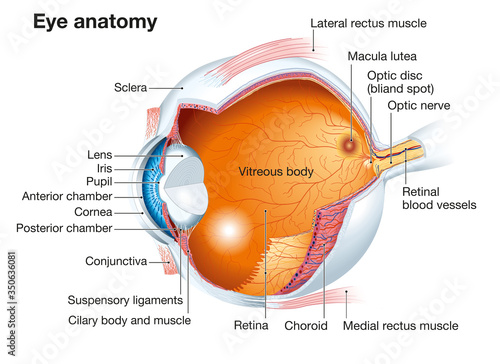 Fényképezés Human eye anatomy, labeled