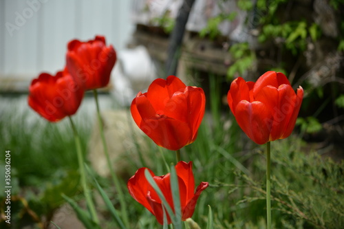 A wonderful view of the blooming red tulips blooming in the spring garden.