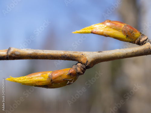 buds in spring day © Maslov Dmitry