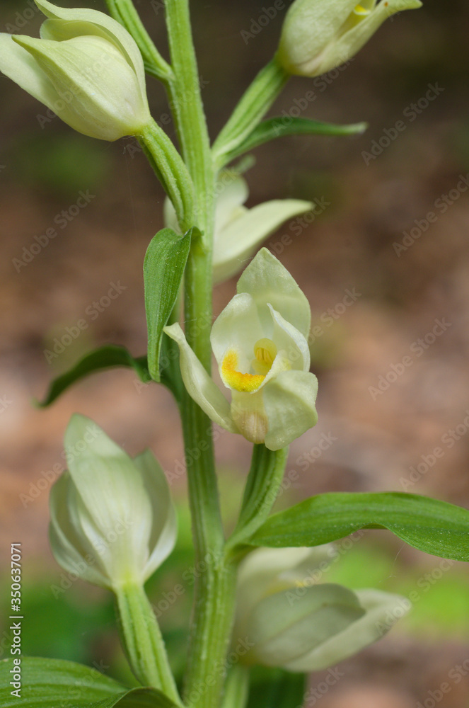 weißes waldvögelein , cephalanthera damasonium nähe ringgau lüderbach in nordhessen weißes waldvögelein , cephalanthera damasonium nähe ringgau lüderbach in nordhessen