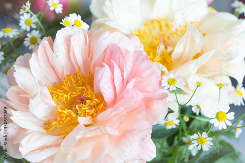Fototapeta Naklejka Na Ścianę i Meble -  Beautiful soft white macro pink petals peony with a vibrant yellow heart.
