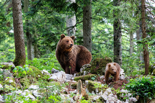 Brown bear - close encounter with a big mother wild brown bear with her cub walking in the forest and mountains of the Notranjska region in Slovenia