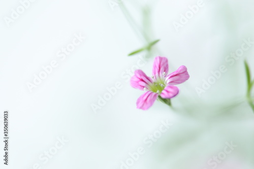 ピンクのカスミソウの背景　（白バック） © HanaPhoto