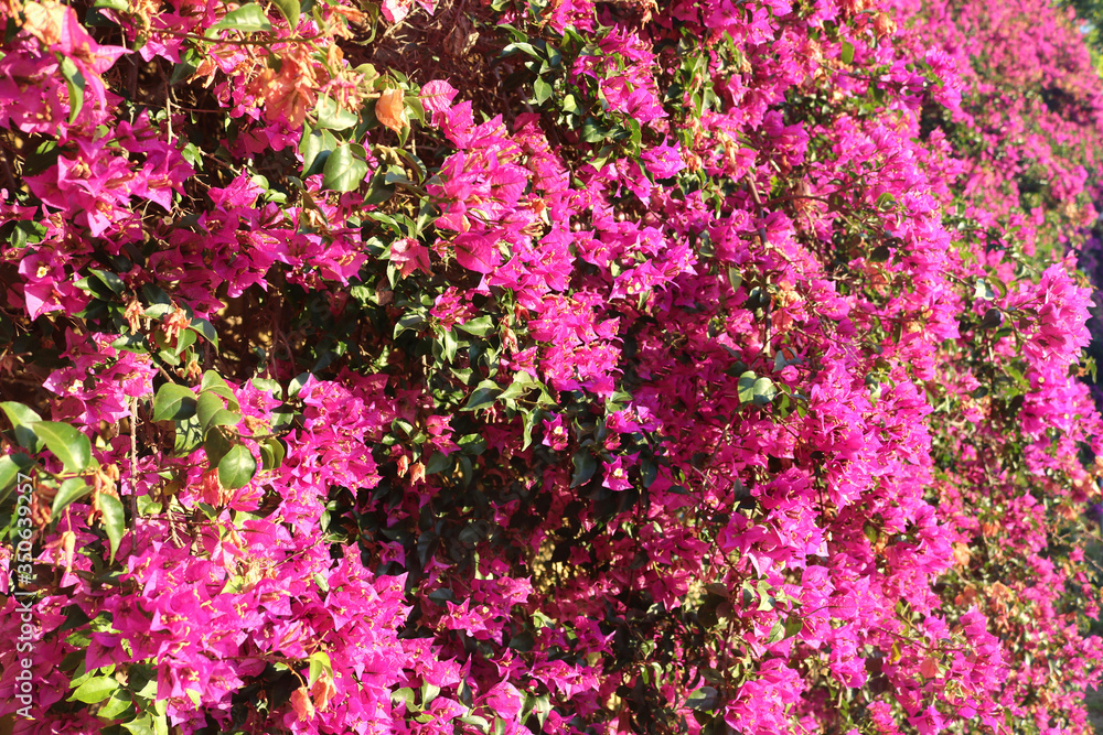 Obraz premium background of a lot of beautiful pink flowers blossoming in a awesome garden - spring poetic floral wallpaper