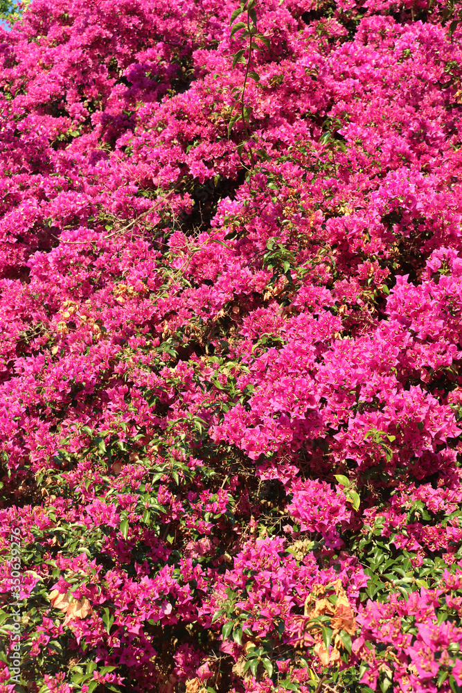 romantic background with pink fuchsia flowers blossoming in a awesome garden - vertical floral wallpaper