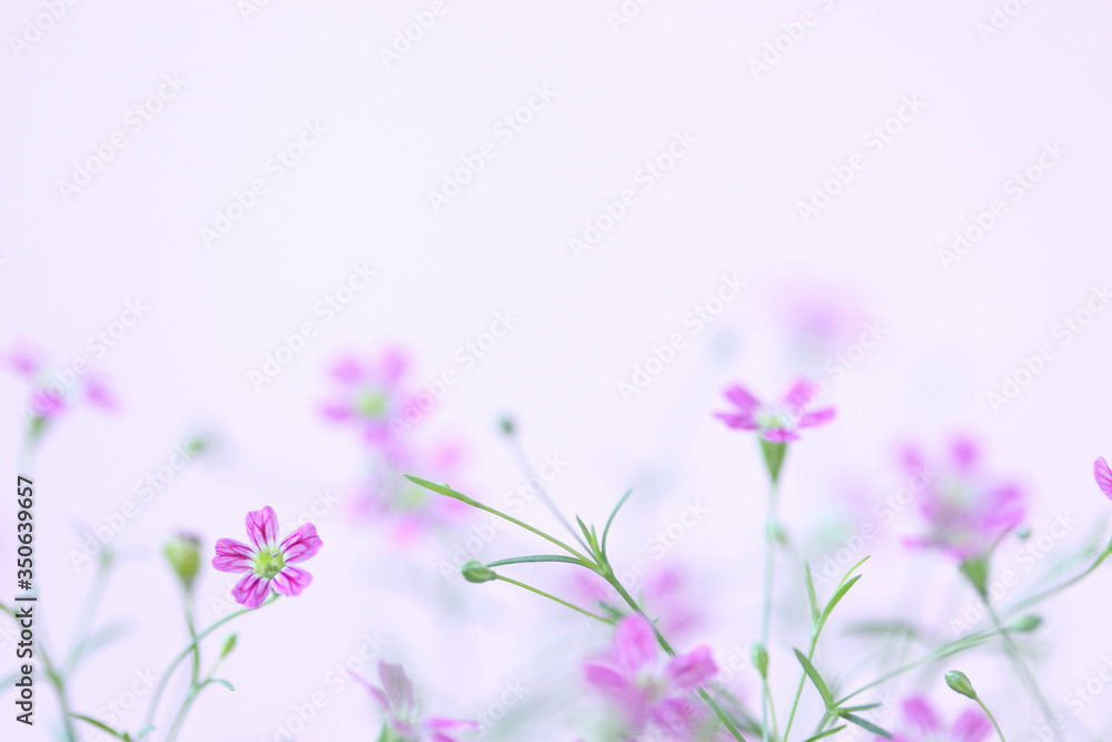 ピンクのカスミソウの背景 ピンクバック Stock 写真 Adobe Stock ピンクのカスミソウの背景 ピンクバック Stock 写真 Adobe Stock