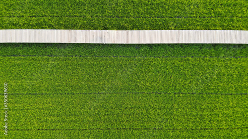 Top view of wooden bridge on green rice fields.