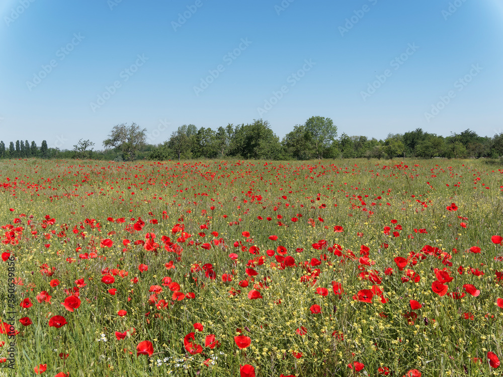 (Papaver rhoeas) Magnificent rural decor of field covered with common red poppies under blue sky
