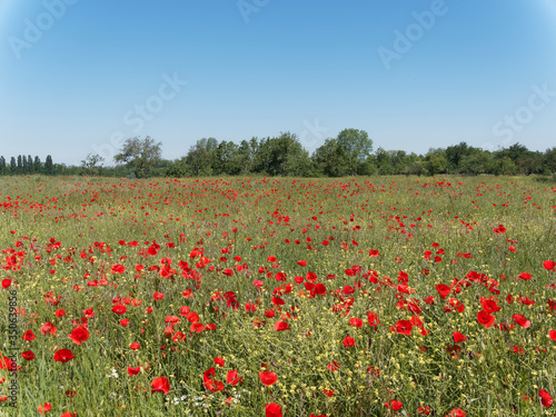  Papaver rhoeas  Magnificent rural decor of field covered with common red poppies under blue sky 