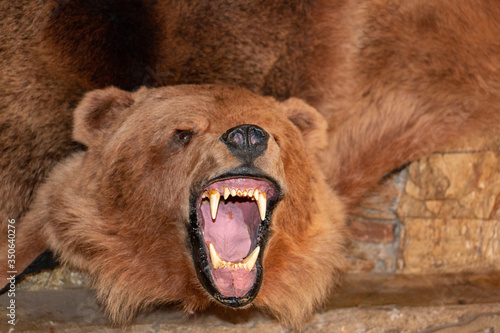 photo of a head of a bear