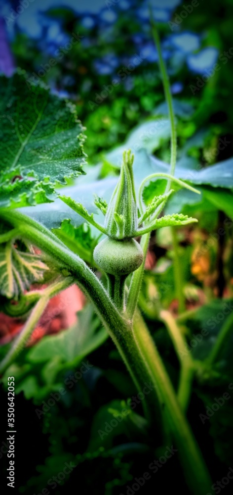 Obraz premium Green plant