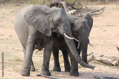 Elephants Kruger National Park  South Africa.  