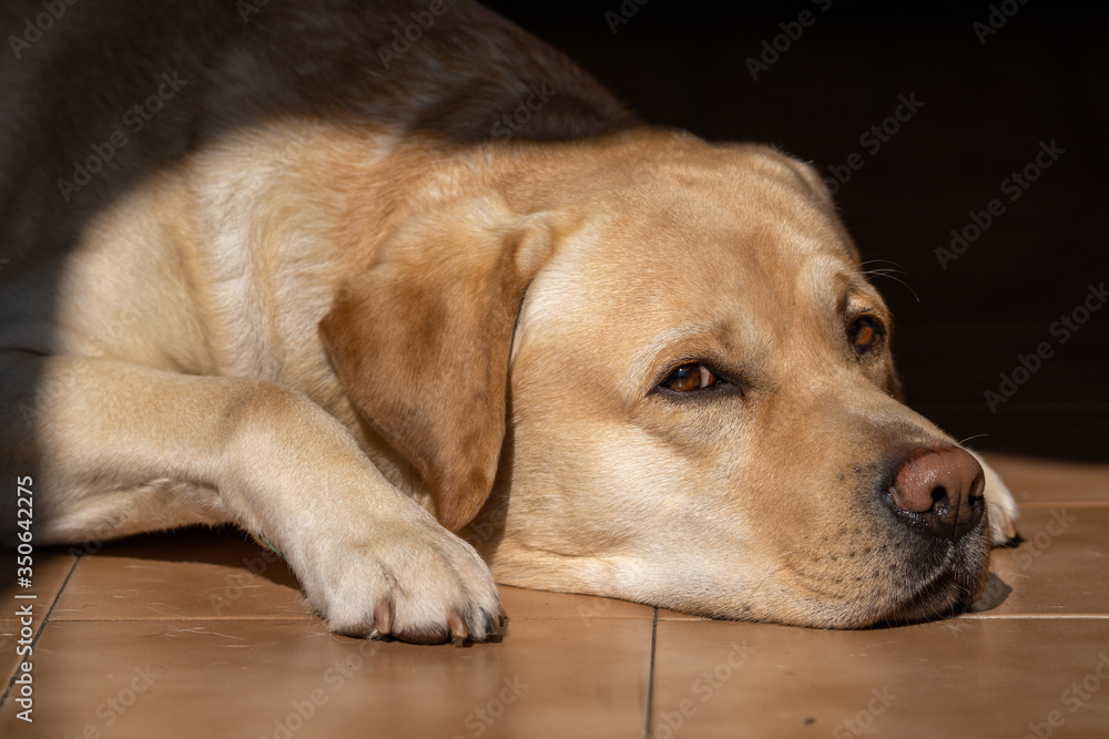 portrait of a labrador retriever portrait of a labrador retriever