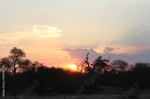 Kruger National Park, South Africa. beautiful sunset.