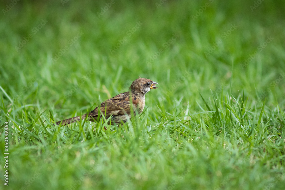 The Eurasian Tree Sparrow The Eurasian Tree Sparrow