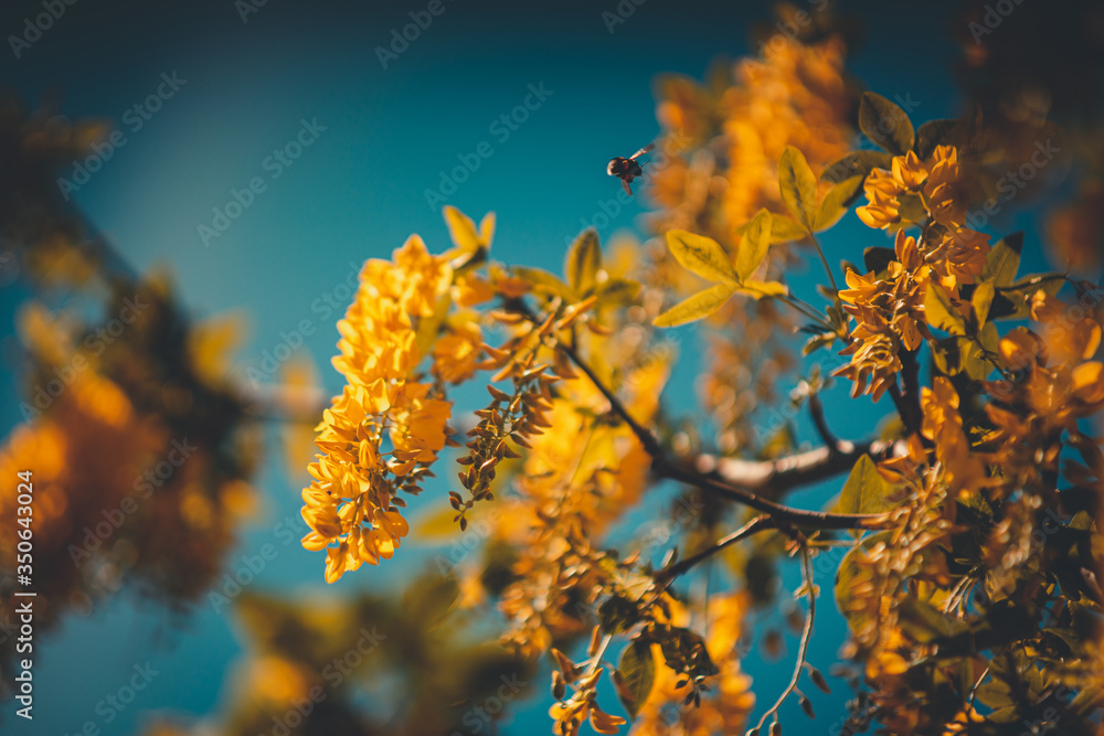 Goldregen Baum in voller gelber Blüte mit Hummel beim sammeln Goldregen Baum in voller gelber Blüte mit Hummel beim sammeln