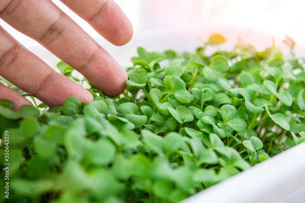 Fresh micro greens. Growing different seeds for lettuce, arugula, mustard for healthy salad. Eating right, modern restaurant cuisine concept Fresh micro greens. Growing different seeds for lettuce, arugula, mustard for healthy salad. Eating right, modern restaurant cuisine concept