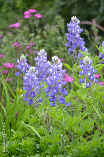 Texas bluebonnets in the flower garden