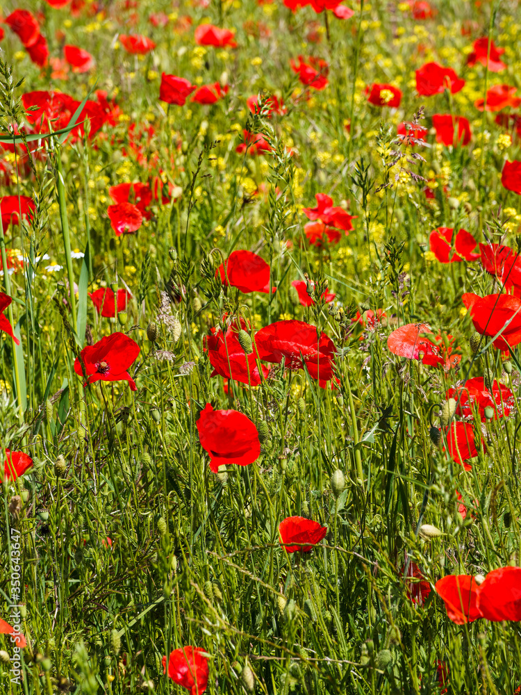 (Papaver rhoeas) Common red poppies or field poppies