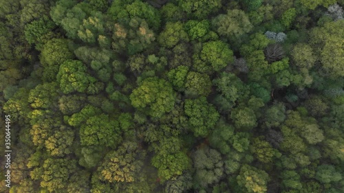 Drone Aerial Bird's-Eye-View Over Green Spring Ancient Woodland Canopy Warwickshire UK D-Cinelike