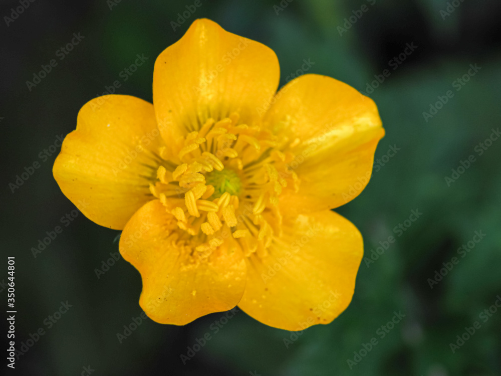 Closeup of a buttercup flower with bright yellow petals shining in the sunlight Closeup of a buttercup flower with bright yellow petals shining in the sunlight