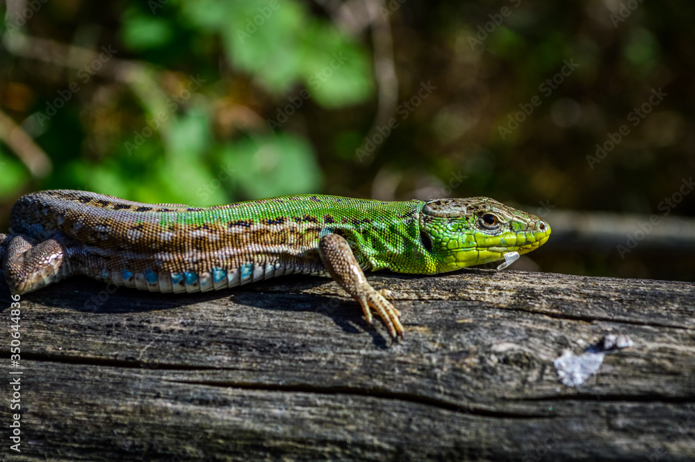 Green lizard on a wooden trunk close up (Lacerta viridis)