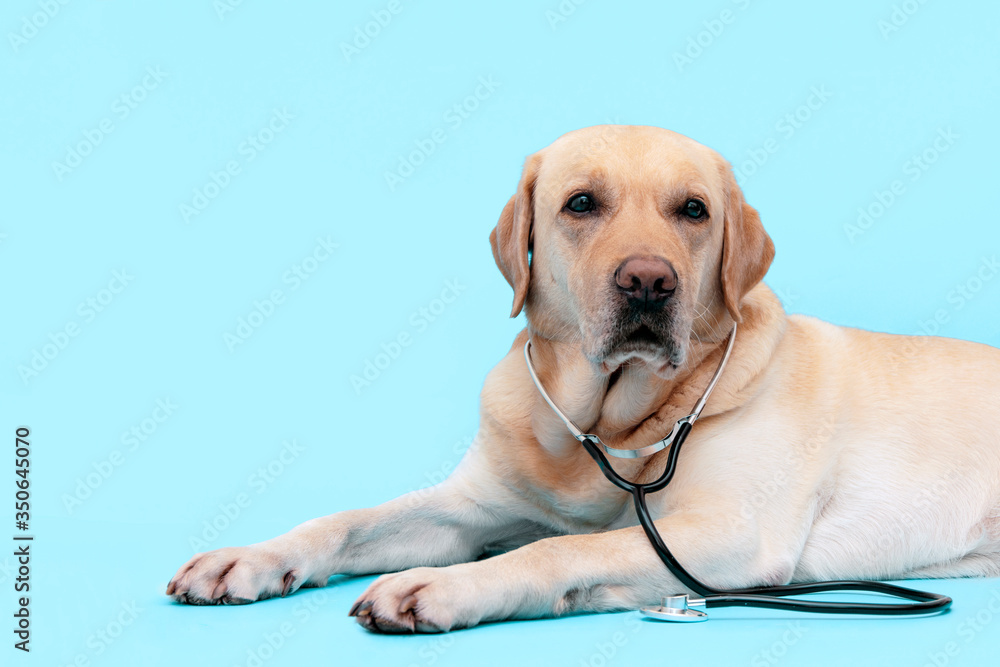 Dog doctor with a stethoscope on his neck. Labrador on a blue background with copy space.