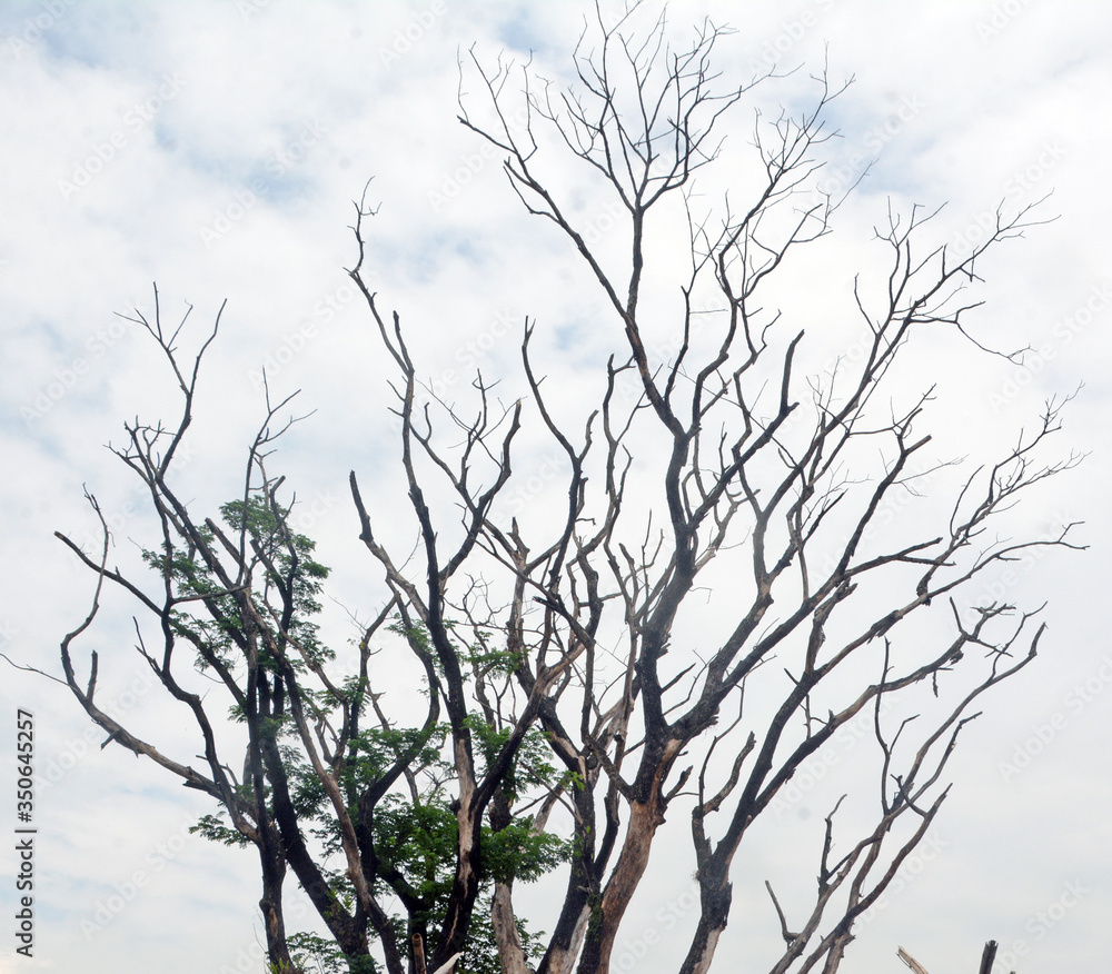 With leaves and without leaves tree beautiful landscape With leaves and without leaves tree beautiful landscape