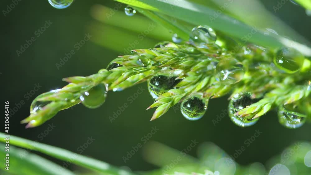 Water droplets drip slowly from green grass Water droplets drip slowly from green grass