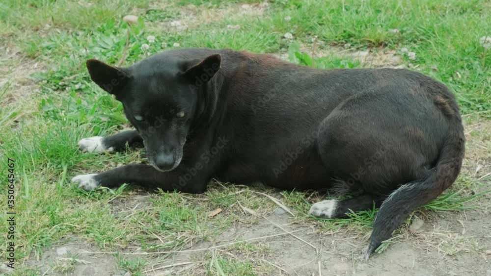 Blind dog with blurred eyes lie on the grass. Sad look. White paw Blind dog with blurred eyes lie on the grass. Sad look. White paw