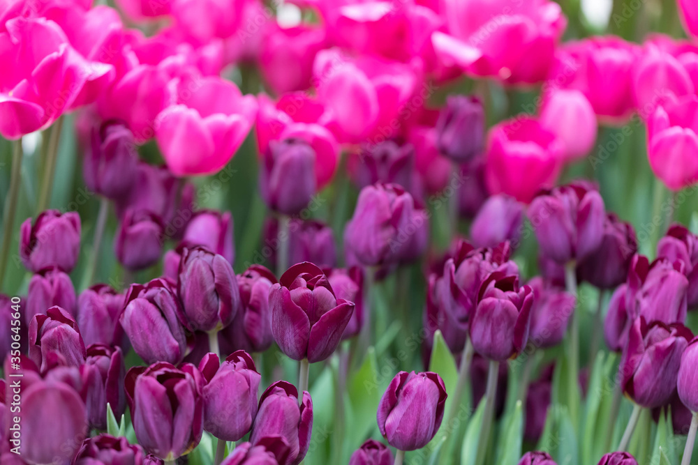 Bed with flowering tulips of two tones of red shades