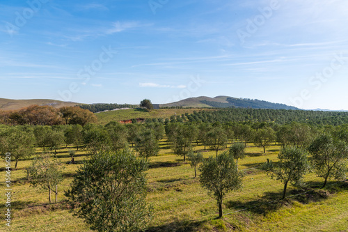 
many olive trees in mountain plantations east in Uruguay for virgin oil