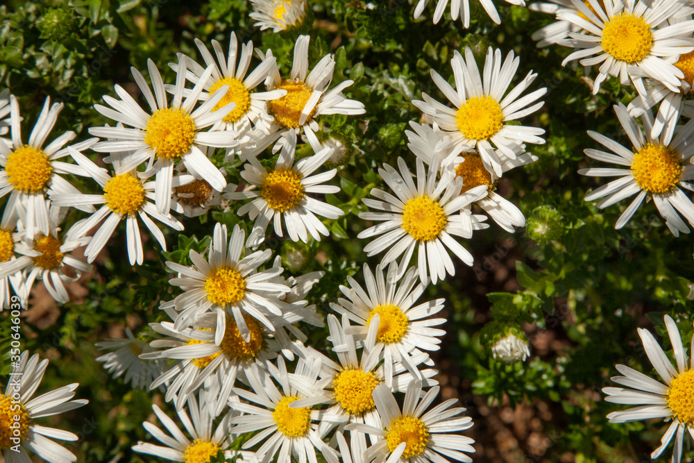 Echinacea is used as a medicinal plant to boost the human immune system. Echinacea is used as a medicinal plant to boost the human immune system.