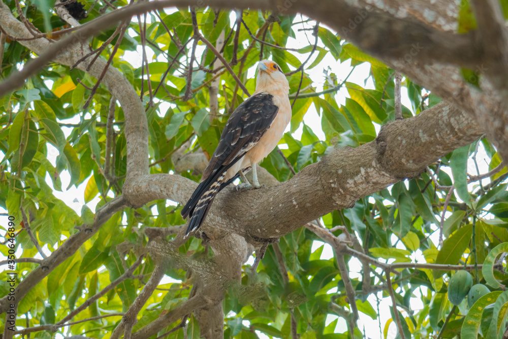 Traro also known as Carancho, is a large bird of prey with a robust silhouette. South America. Traro also known as Carancho, is a large bird of prey with a robust silhouette. South America.