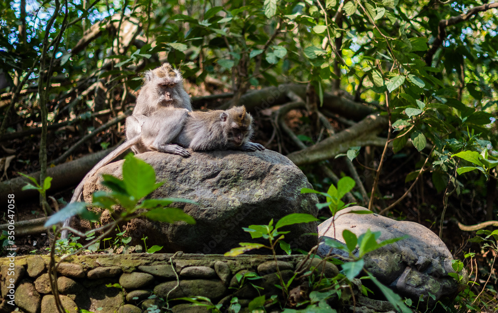 Obraz premium Macaca in Bali, Indonesia