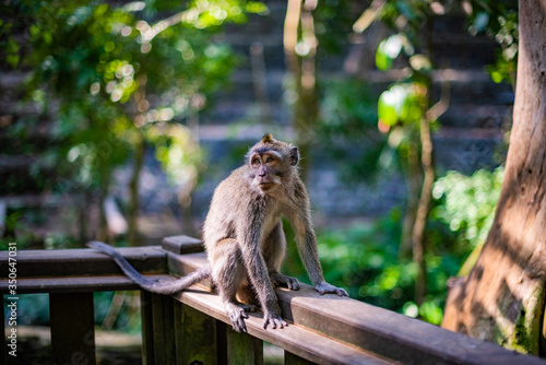 Macaca in Bali, Indonesia © Jan