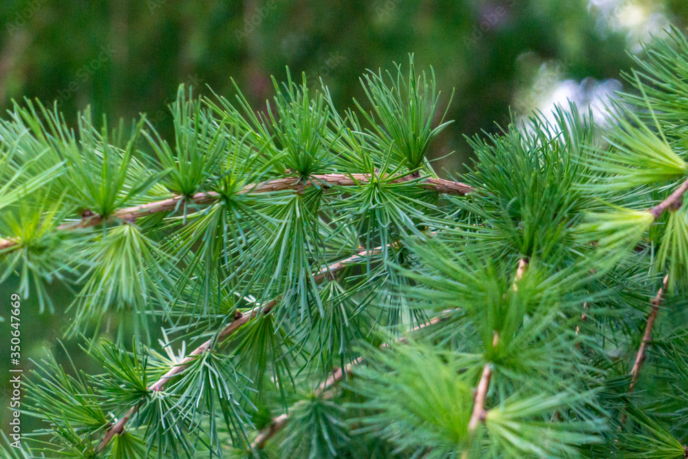 Young fir tree with cones on the branches, Pine Cone And Branches Young fir tree with cones on the branches, Pine Cone And Branches