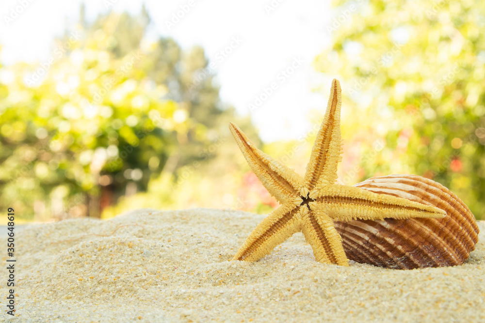 beach sand with seashells, summer and beach beach sand with seashells, summer and beach